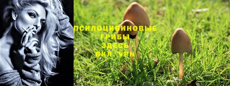 продажа наркотиков  Асбест  blacksprut ссылка  Галлюциногенные грибы Psilocybe 